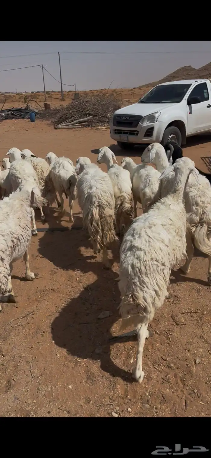 للبيع غنم حريات 3