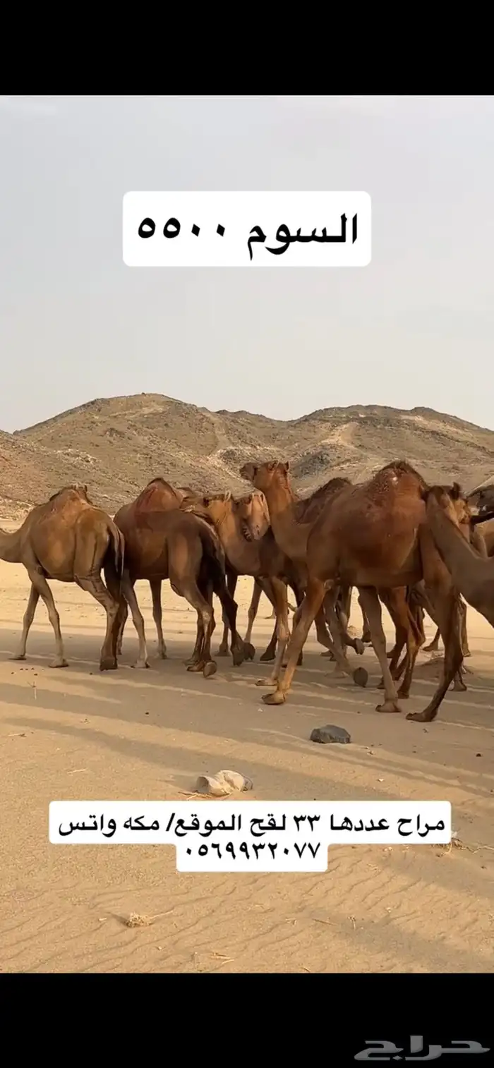 ابل نياق سواحل(( تم البيع )) 10