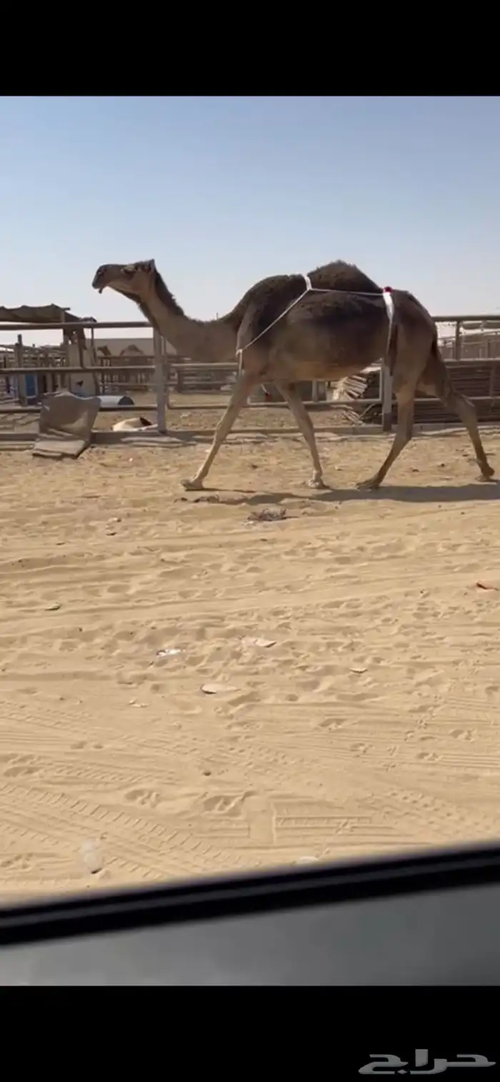 عشرا ام ثلاث 0