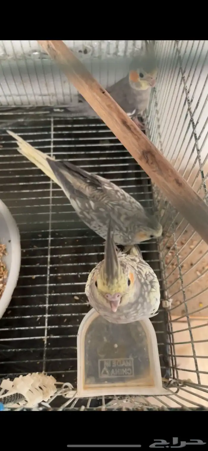 كروانات  تم البيع 0