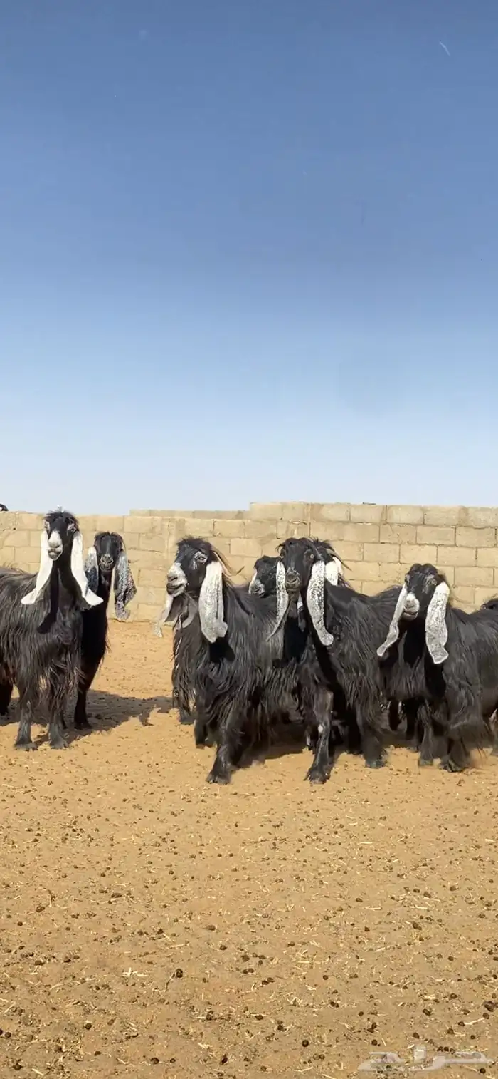معزا عوارض صنف 1