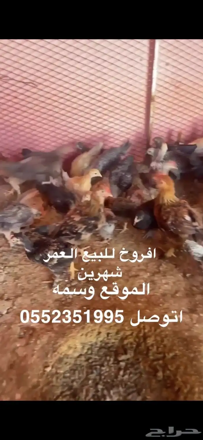 للبيع فروخ دجاج مشكل بلدي مع فيومي 0