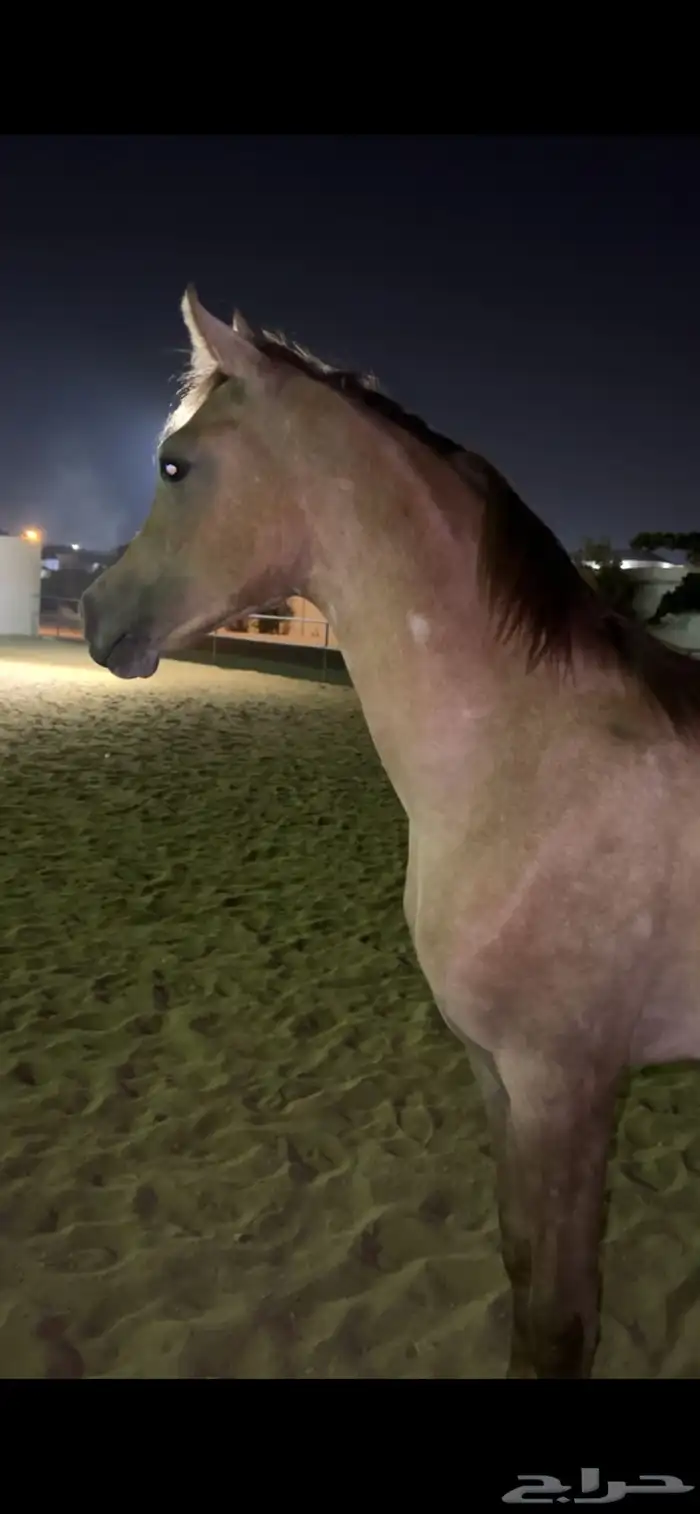 مهره شعبيه 3