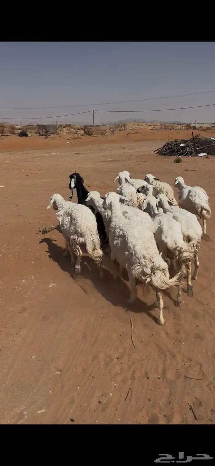 للبيع غنم حريات 4