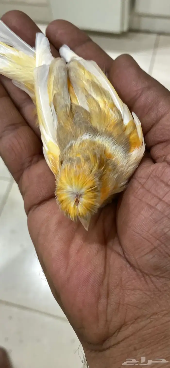 كناري فحول منتجه الون مشمشي بصلي جاسب 2
