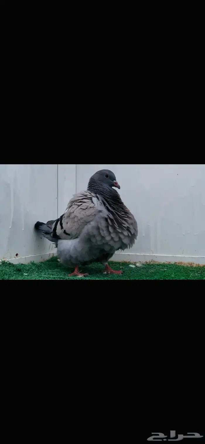 طبات تاكسن top 4