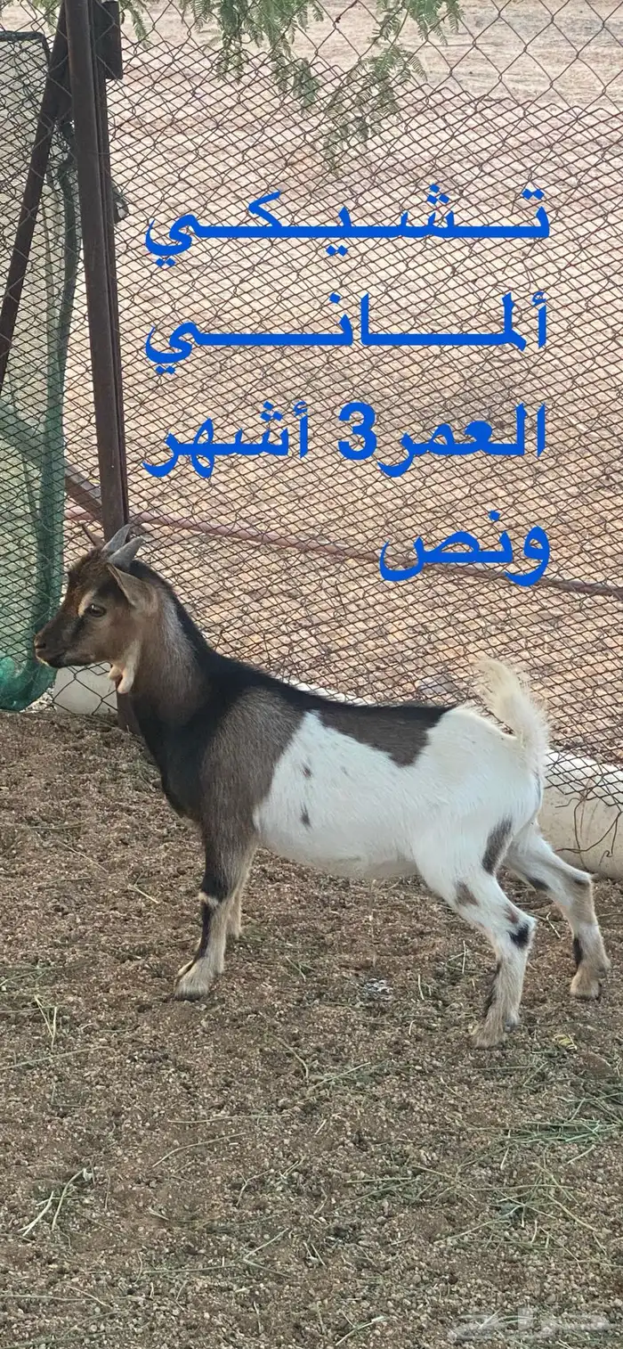 تيوس قزميه 2