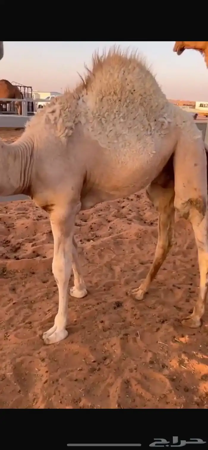 حاش 0