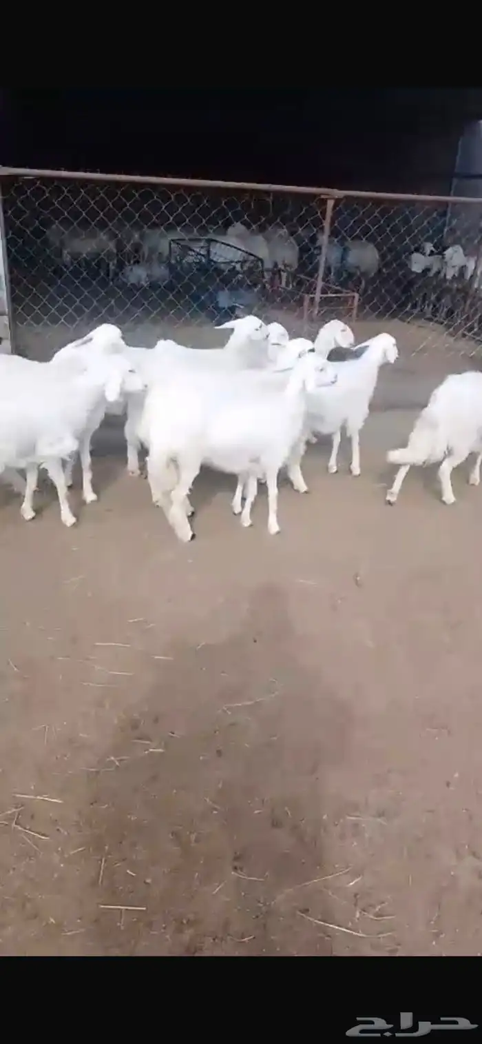 11 رخل 0