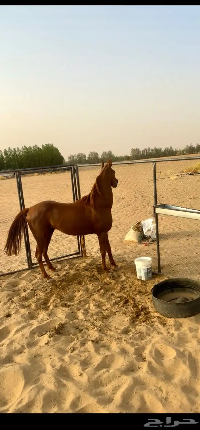 حصان شعبي 4