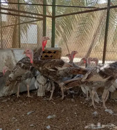 دجاج رومي index