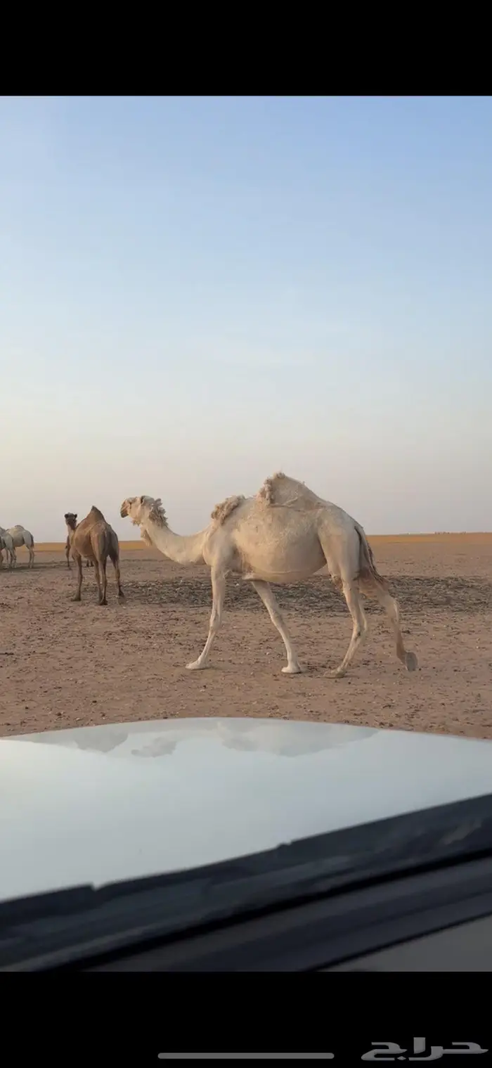 نياق وضح كفو لقحات على فحل الظفيري 1