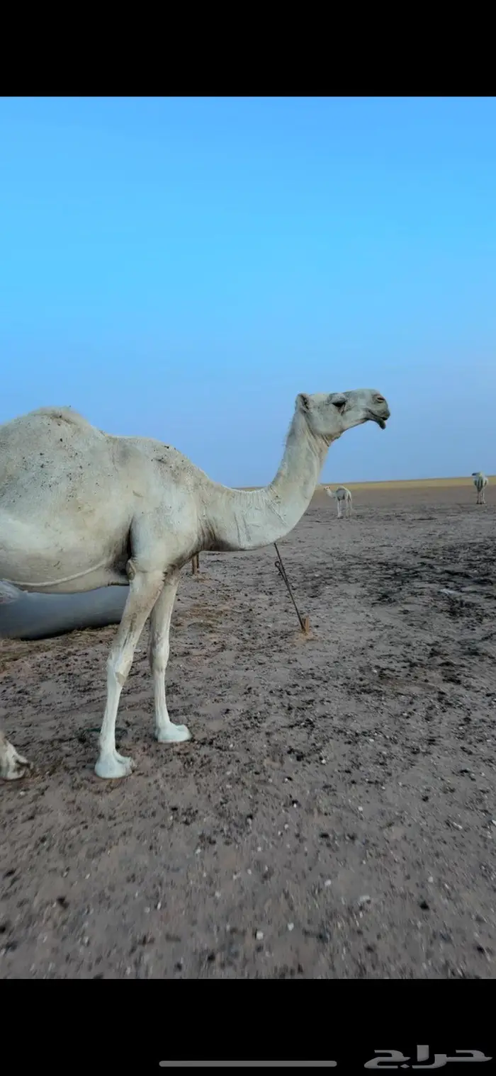 نياق وضح كفو لقحات على فحل الظفيري 2
