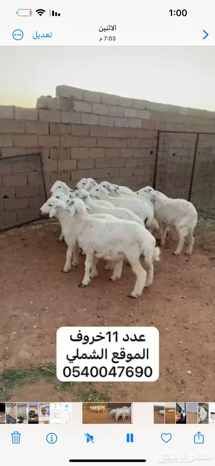 خرفان 11 1
