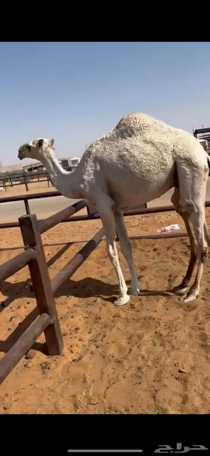 قعود حاشي مفرود 0