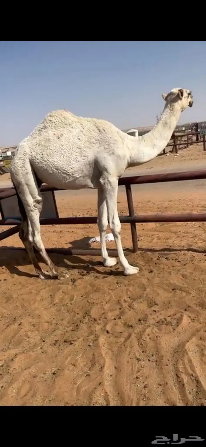 قعود حاشي مفرود 2