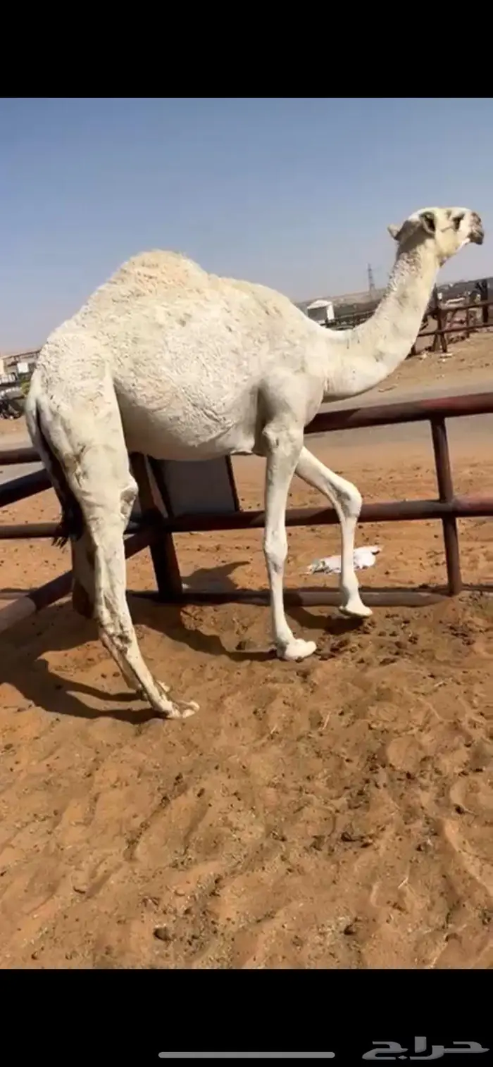 قعود حاشي مفرود 1