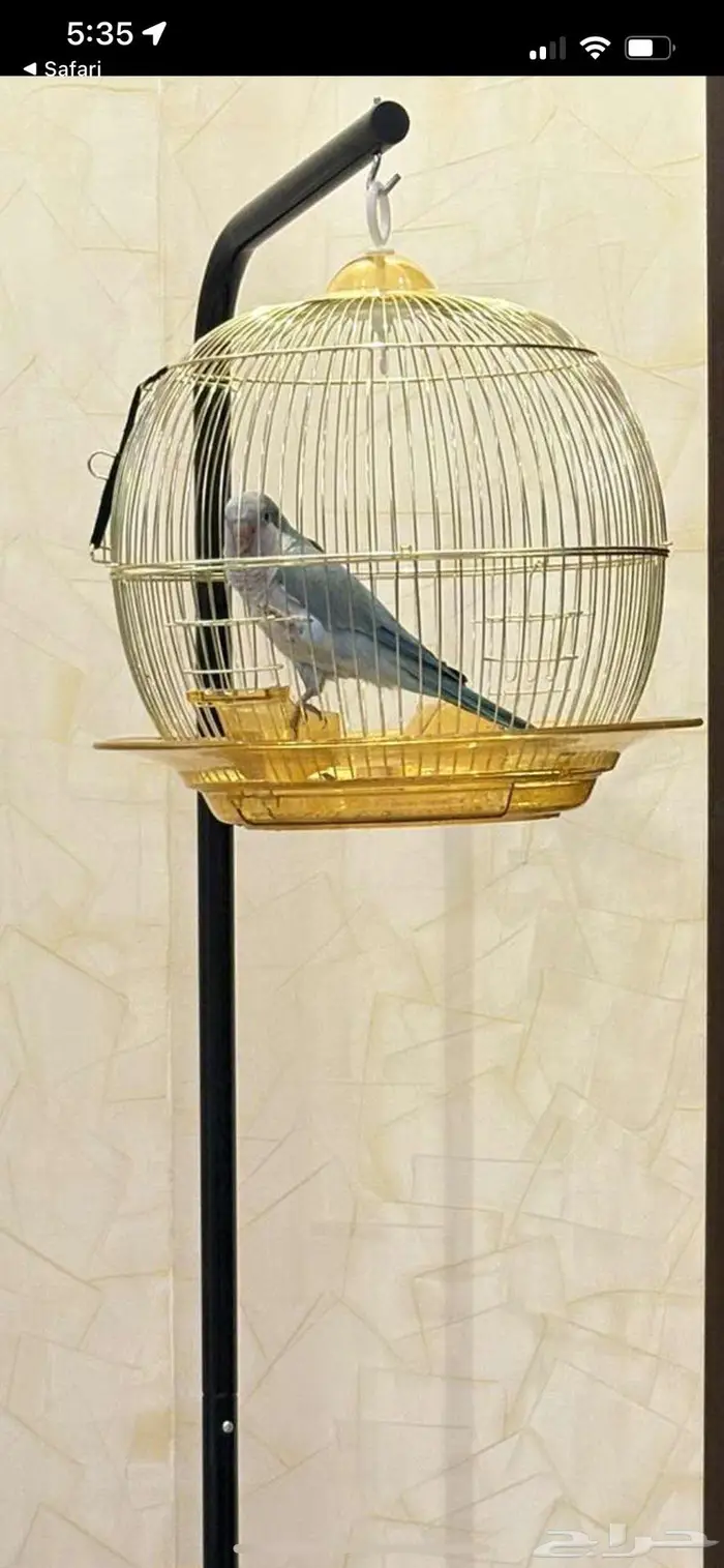 ببغاء كويكر 4