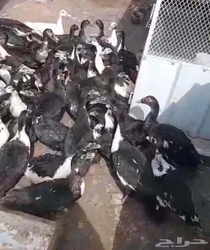 بط بح مسكوفي احجام ومستوى فاخر 1