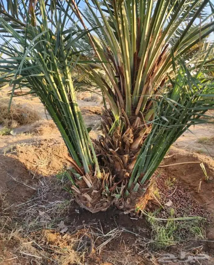 نخل للبيع جثايث نقايل برحي هلالي شيشي نخيل صقعي مجدول روثان 4