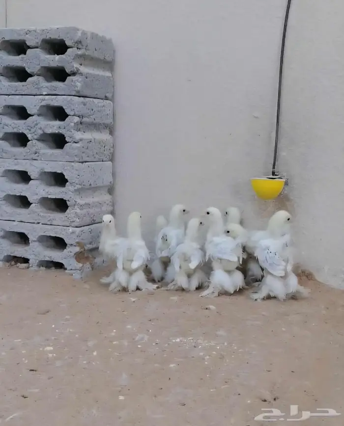 صوص براهما كولومبي كونك 3