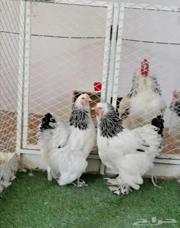 صوص براهما كولومبي كونك 9