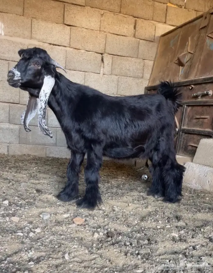 مشاريع عوارض اصل معرفه تعاريف قويه 0