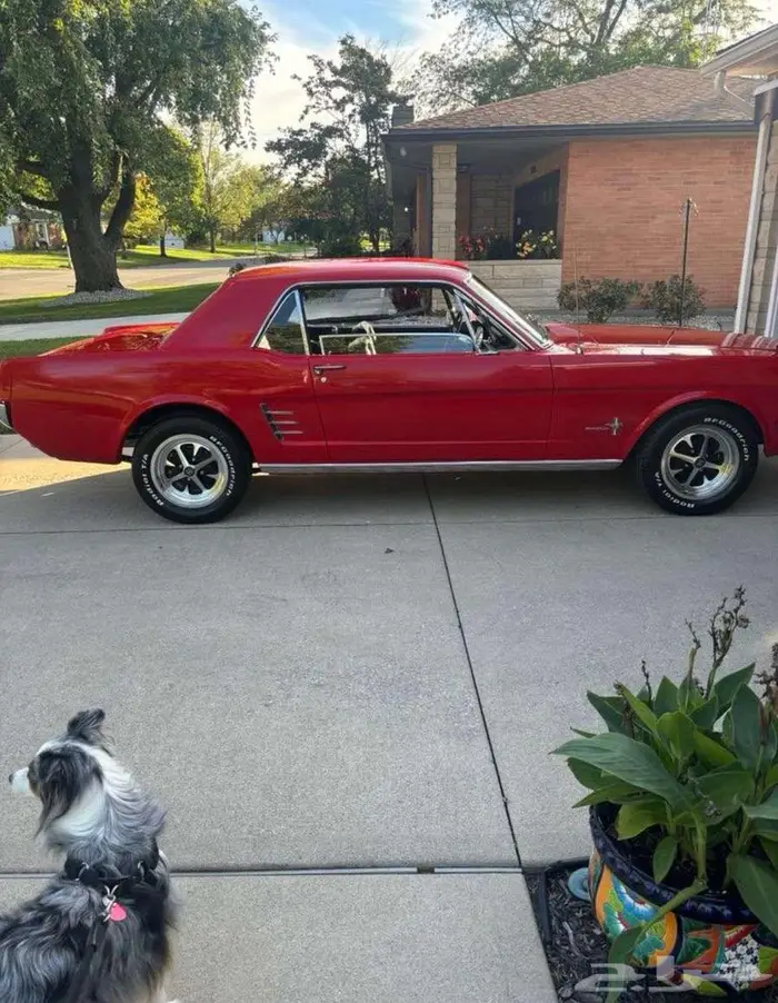 للبيع موستنق موديل 1966 قير عادي Ford mustang اعلان 4120 1