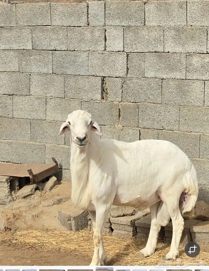خروف جامع صنف وجبر ماشاء الله تبارك الله 1