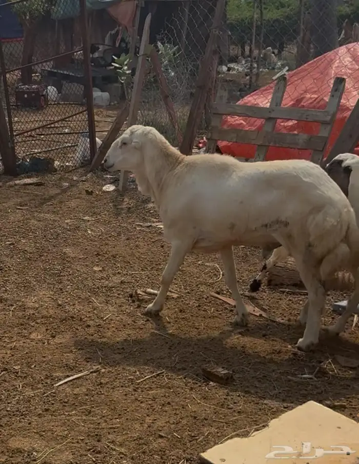كبش فحل مشروط 1