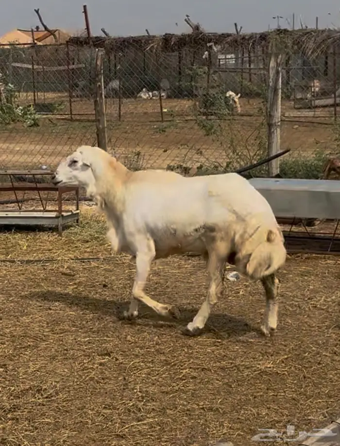 كبش فحل مشروط 2