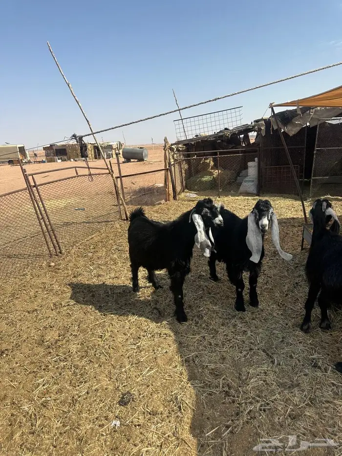 تيوس مشاريع فحول 3
