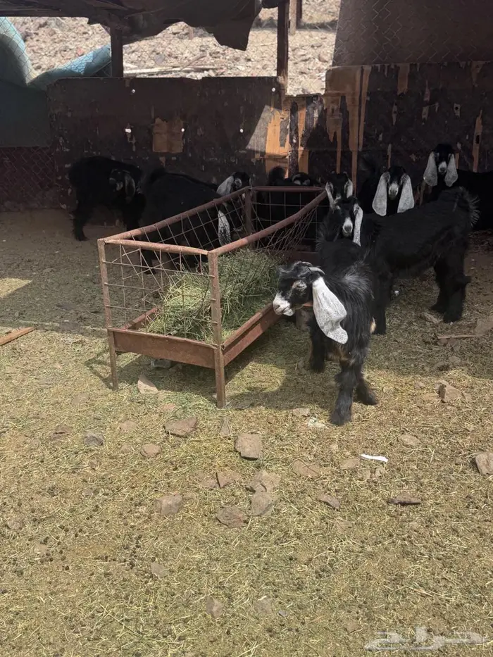 معزاء عوارض 3