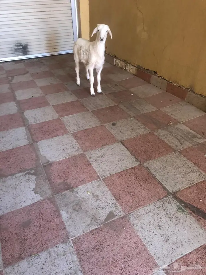 خروف حري عمره شهرين 3