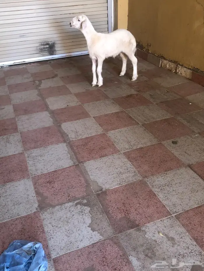 خروف حري عمره شهرين 2