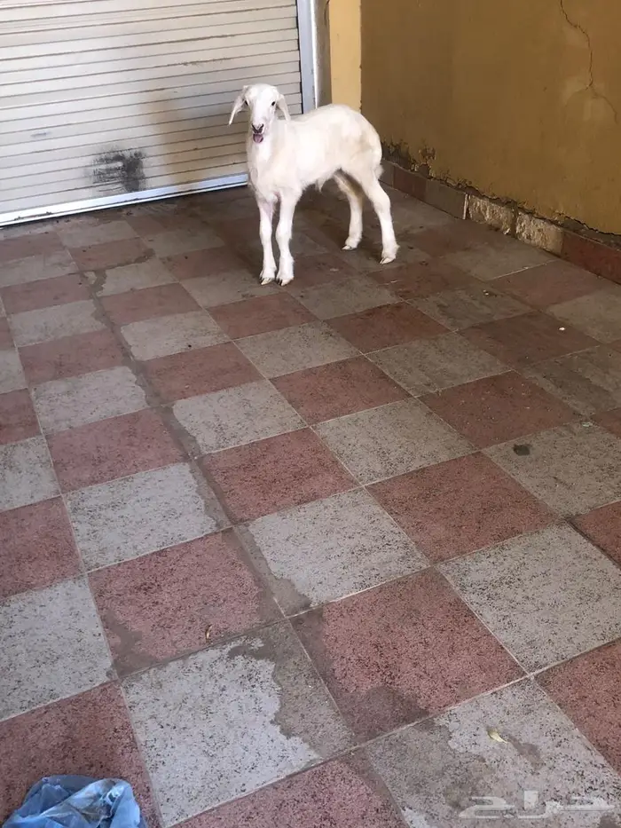 خروف حري عمره شهرين 1