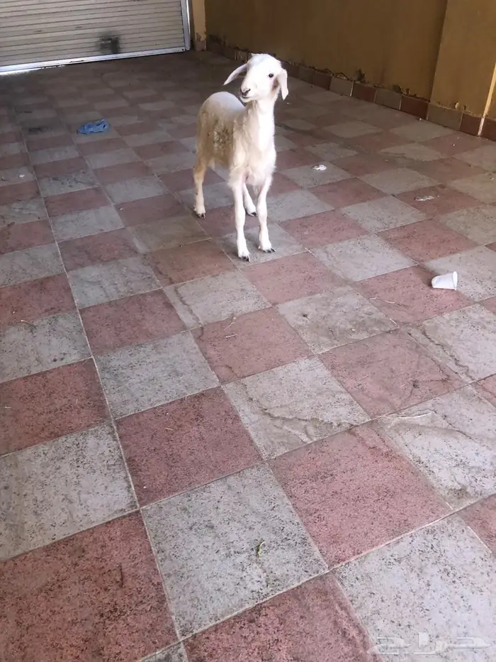 خروف حري عمره شهرين 0