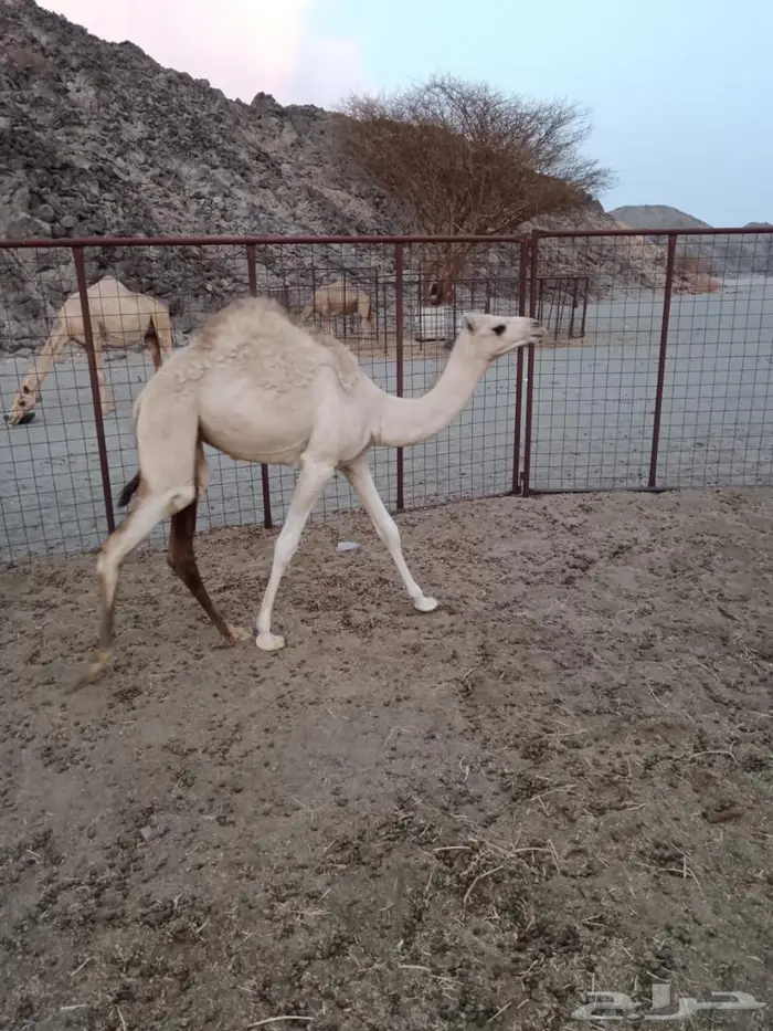 بكره فطيم 0
