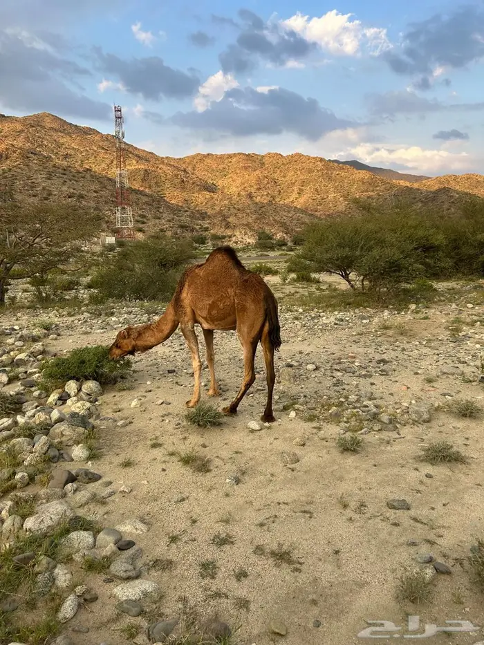 ناقه حمرا 2