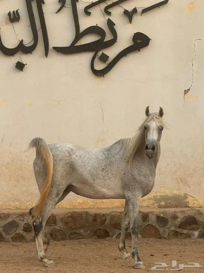 فرس أصيلة بيور مصري 9