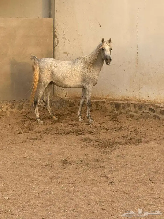 فرس أصيلة بيور مصري 4