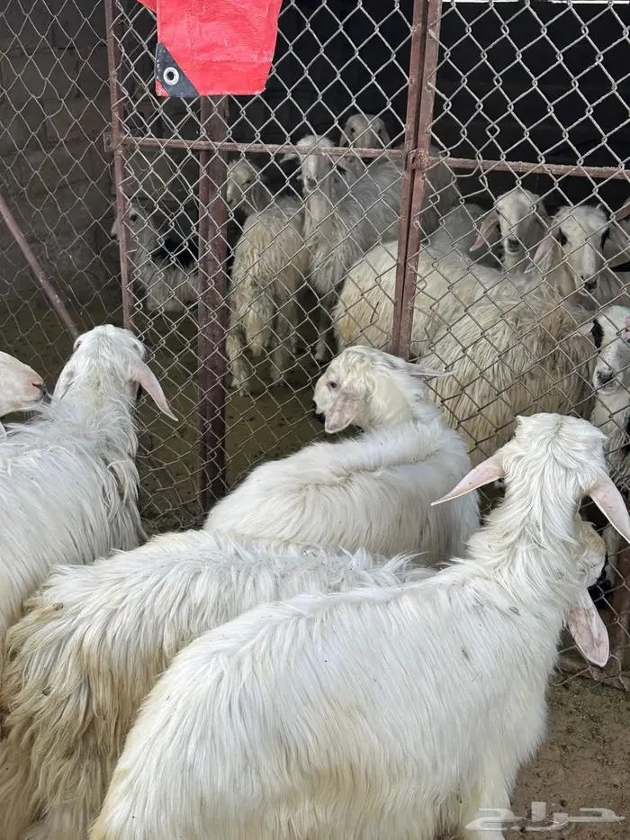 خرفان 0