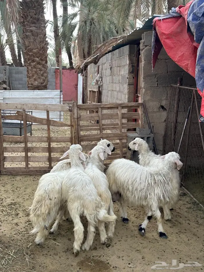 خرفان 2