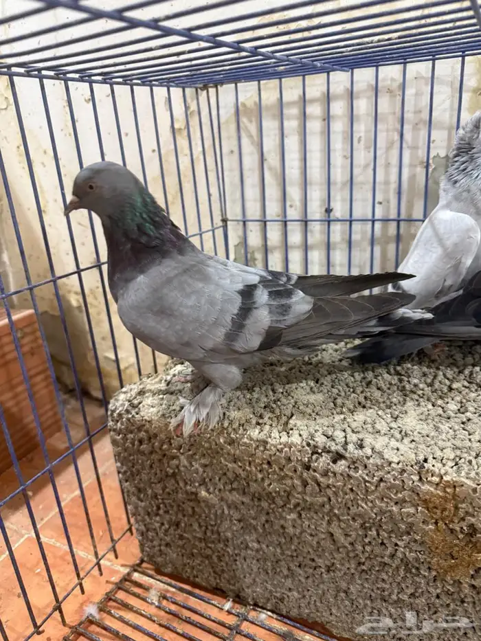 اجواز تركي واناثي 3