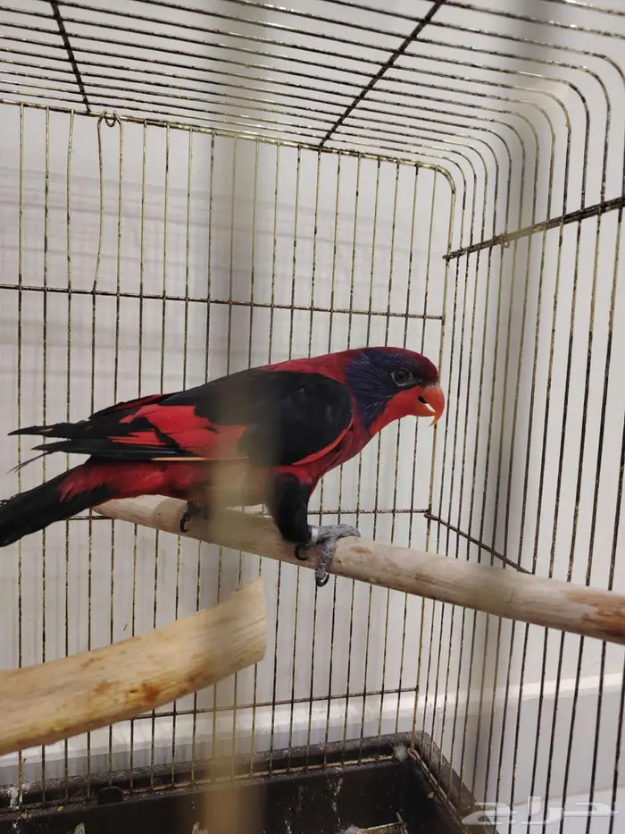 محبين اللوري النوادر لوري 1