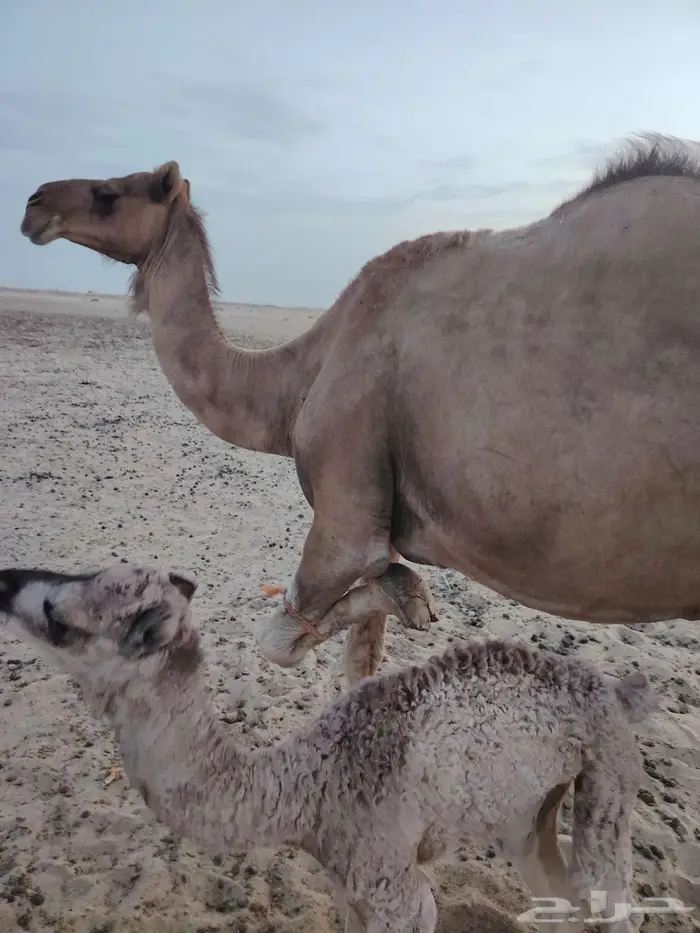 خلفة (رقم 1) 3