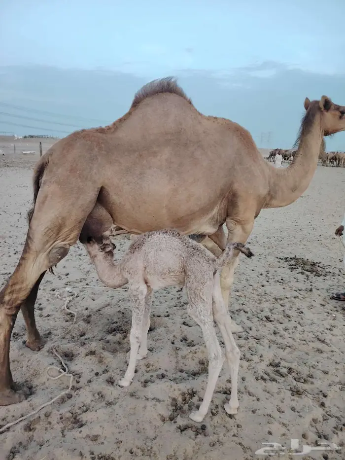خلفة (رقم 1) 2
