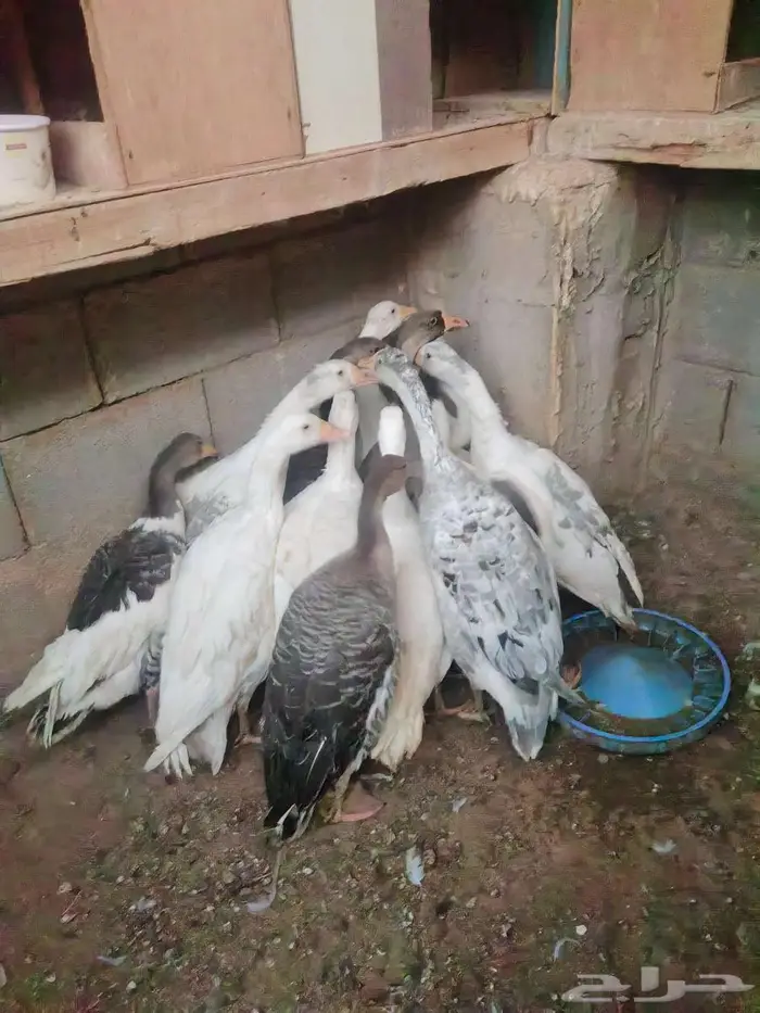 وز بلدي 3