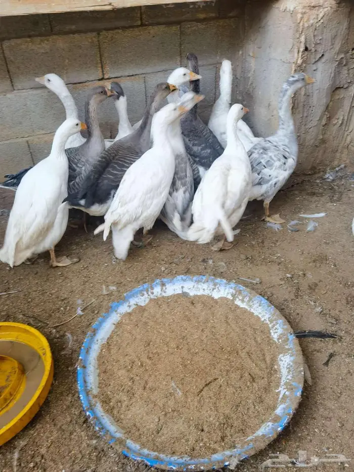 وز بلدي 5