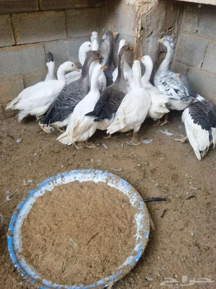 وز بلدي 2